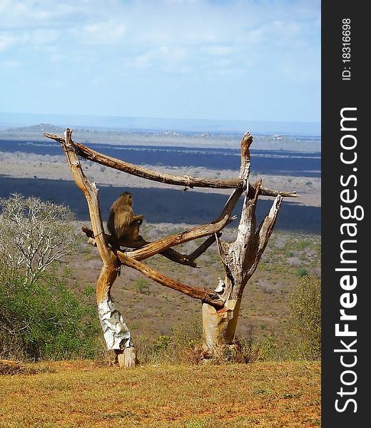 Monkey on the savannah