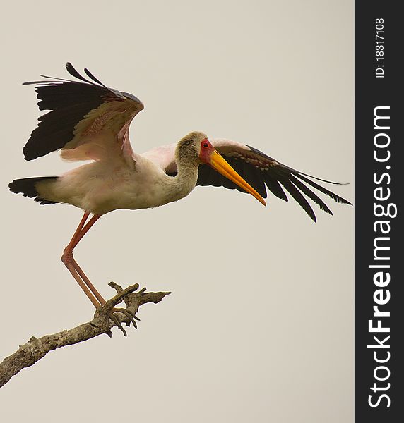 A Yellow-billed Stork prepares to take off from itÂ´s unstable roosting place. A Yellow-billed Stork prepares to take off from itÂ´s unstable roosting place.