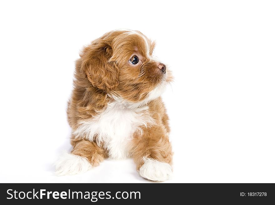 Puppy little havanese small and cute in white isolated. Puppy little havanese small and cute in white isolated