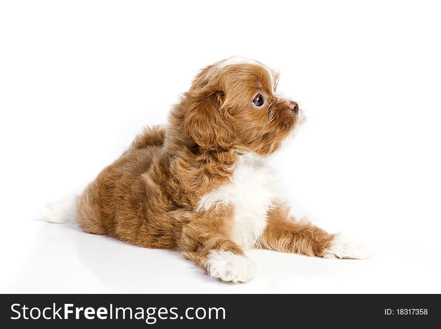 Brown Little Havanese Puppy