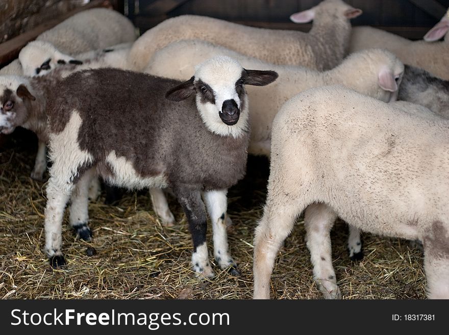 Lambs in stable during winter season