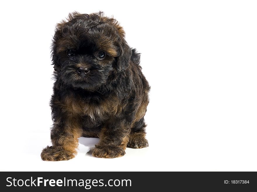 Brown little havanese puppy