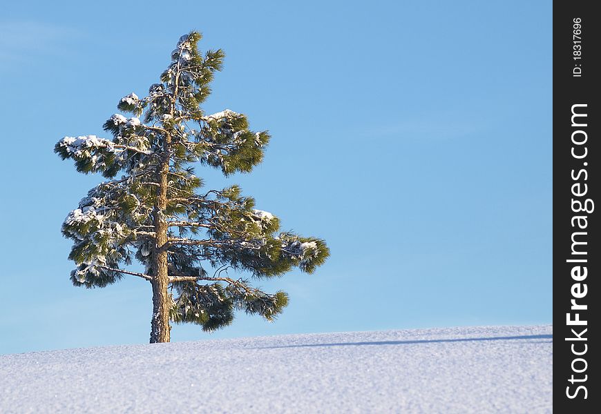 Green solitary pinetree on snow against blue sky. Green solitary pinetree on snow against blue sky