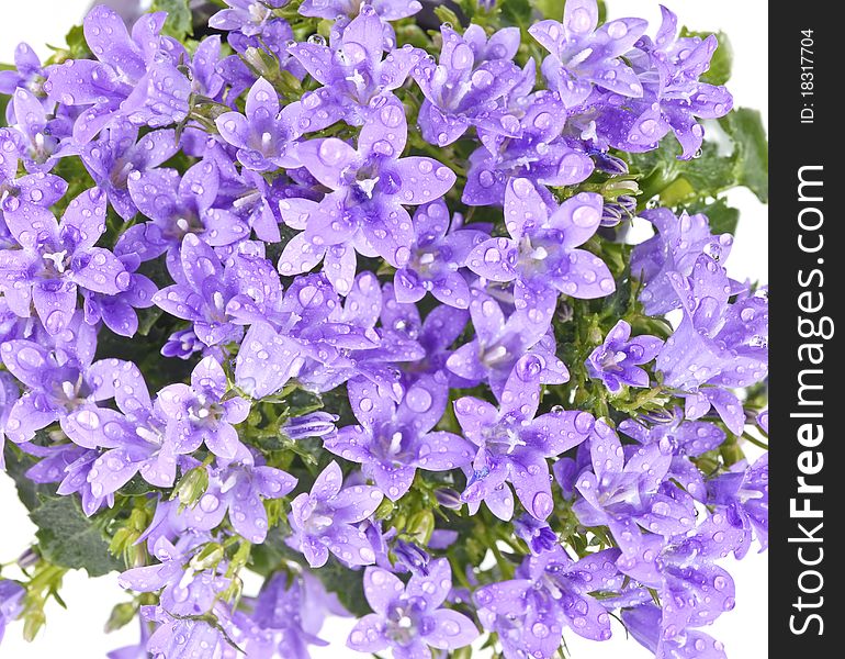 Platycodon grandiflorum bell flowers with dew. Platycodon grandiflorum bell flowers with dew