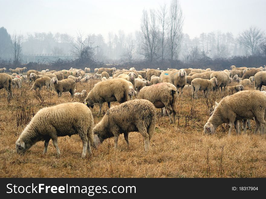 A flock of sheeps in a field eating grass. A flock of sheeps in a field eating grass
