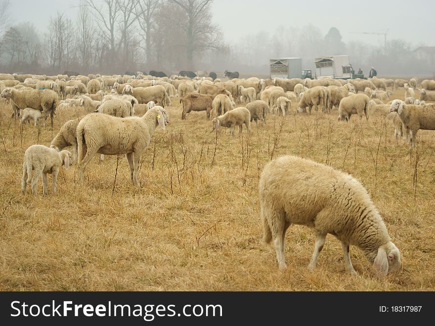 A flock of sheep in a field eating grass
