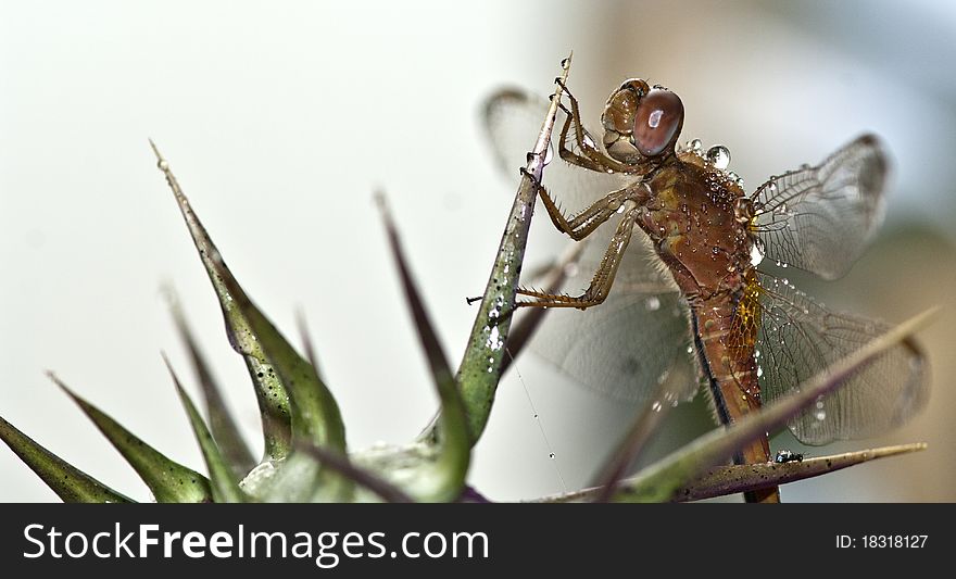 A Dragonfly on a spiky cactus with water drops profile view. A Dragonfly on a spiky cactus with water drops profile view