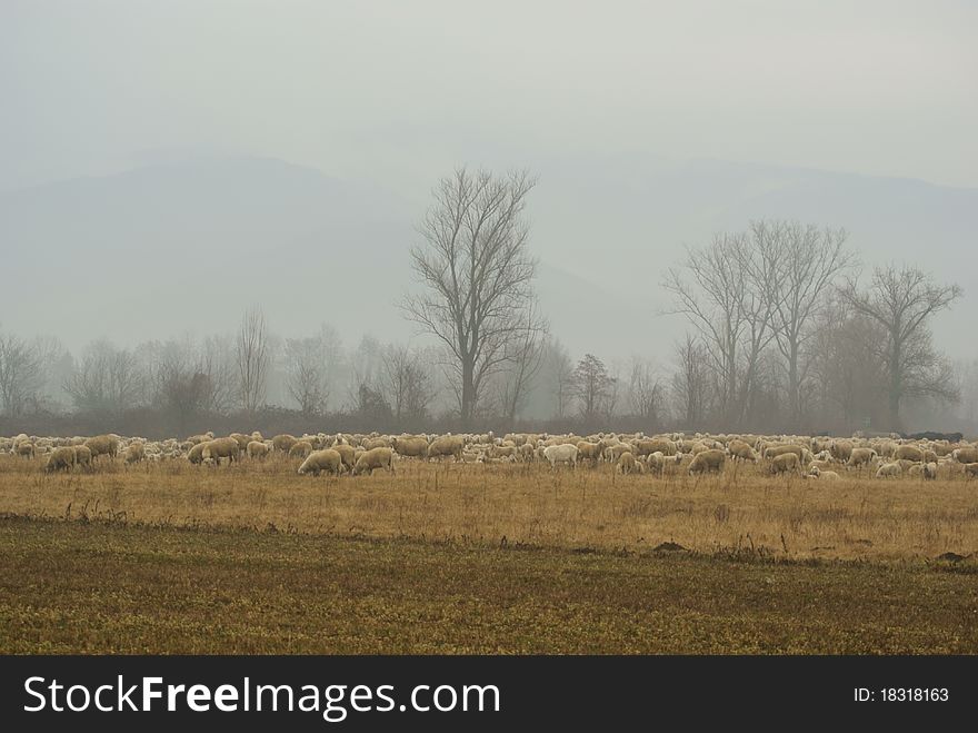 A flock of sheep in a field eating grass