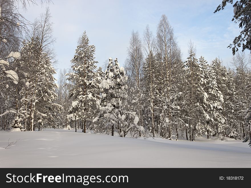 Winter forest landscape, Russia, Kareliya. Winter forest landscape, Russia, Kareliya