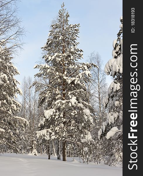 Winter forest landscape, Russia, Kareliya. Winter forest landscape, Russia, Kareliya