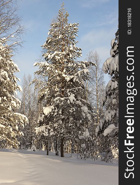 Winter forest landscape, Russia, Kareliya. Winter forest landscape, Russia, Kareliya