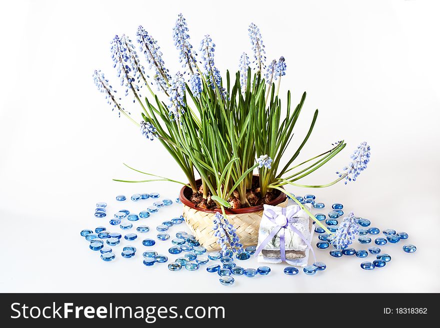 Grape hyacinth with glass in details on white background