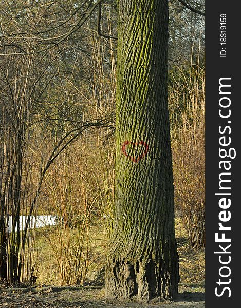 Red painted heart on old tree in autumn. Red painted heart on old tree in autumn.