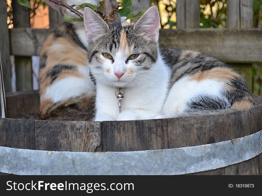 Lying cat in a wine barrel / wine cask