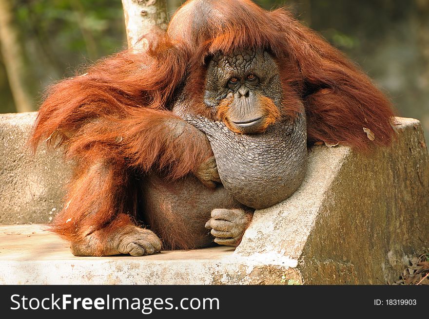 Portrait of an large adult Orangutan relaxing in a unique posture. Portrait of an large adult Orangutan relaxing in a unique posture