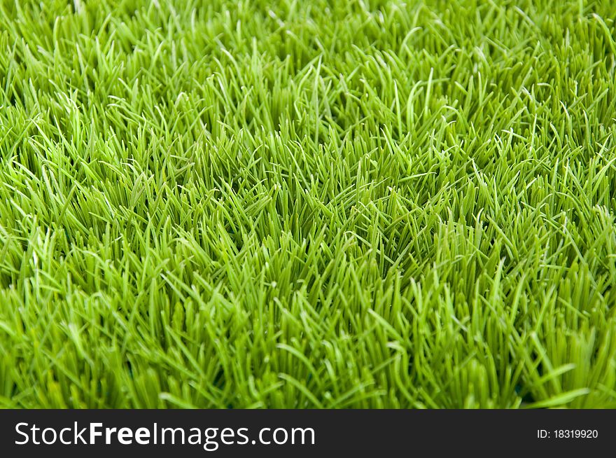 Background filled with green grass, texture