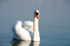 Swimming Swan Royalty Free Stock Photos