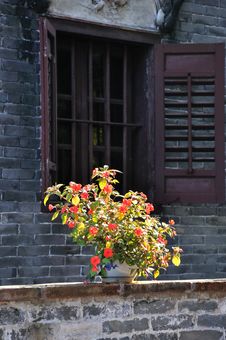 China Rose Flower In Front Of An Old Window Stock Image China Rose Flower In Front Of An Old Window Stock Image
