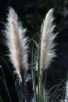 Pampas Grass Plumes Royalty Free Stock Photography Pampas Grass Plumes Royalty Free Stock Photography