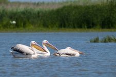 Great White Pelicans On Water Royalty Free Stock Photos Great White Pelicans On Water Royalty Free Stock Photos