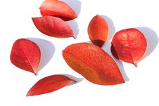 Red Leaves Royalty Free Stock Photo Red Leaves Royalty Free Stock Photo