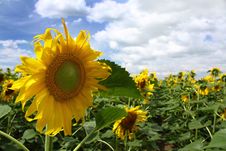 Sunflowers Against The Blue Sky Stock Images Sunflowers Against The Blue Sky Stock Images
