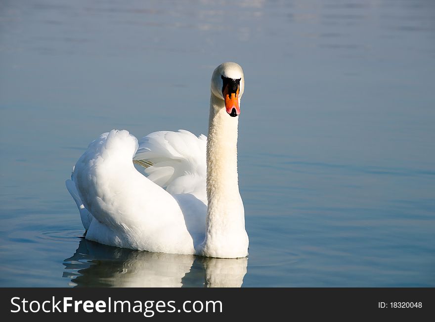 Swimming swan in a lake