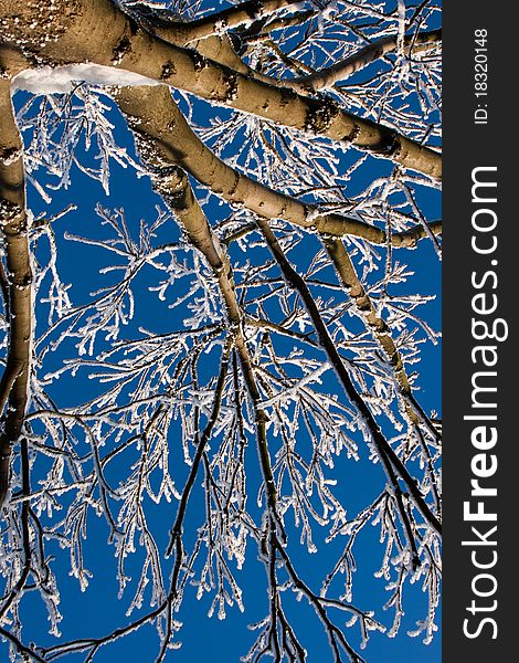 Frozen winter tree on blue sky background
