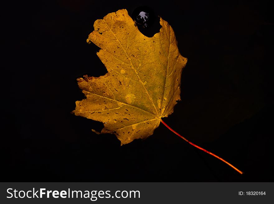 Single autumn maple leaf in dark water with waterdrop