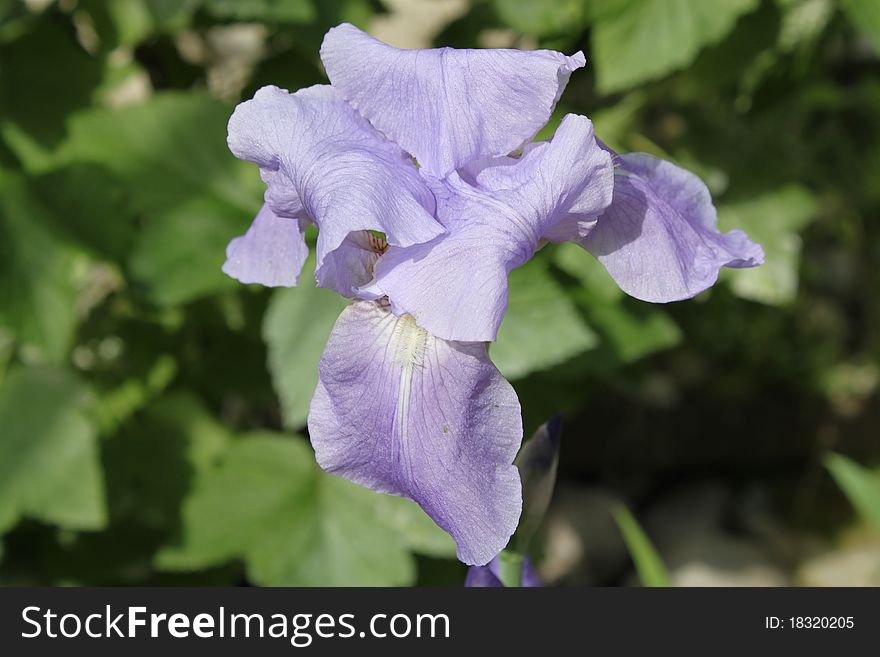 Purple iris, Siberian iris, a flower on a stalk, tender fall, large petals, summer flora, wildlife, flowers and gardens, floral design