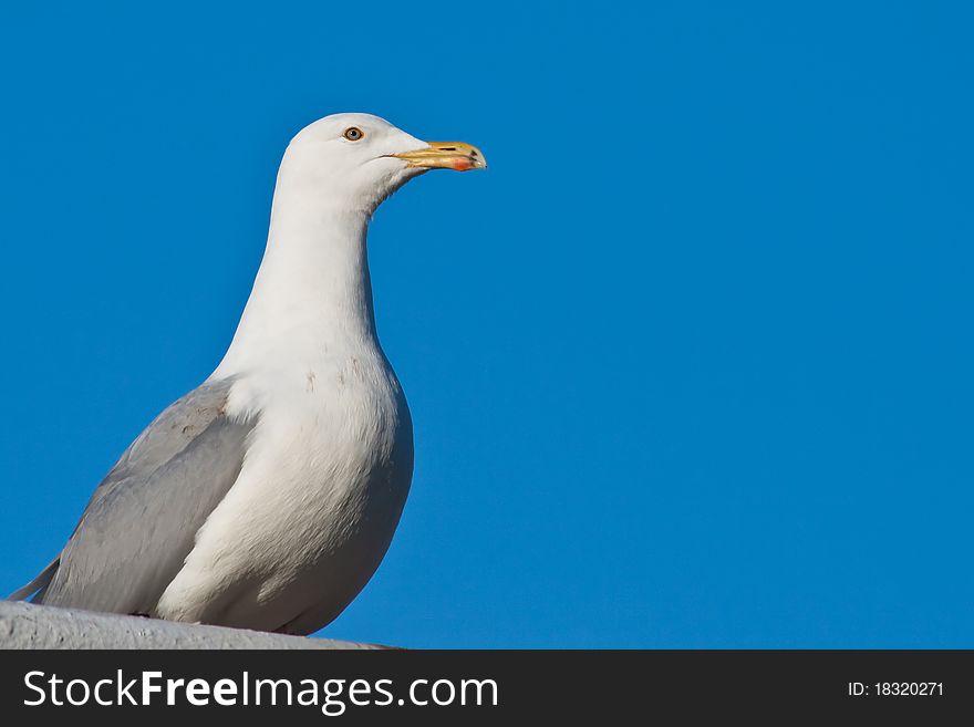 Seagull isolated on blue background. Seagull isolated on blue background