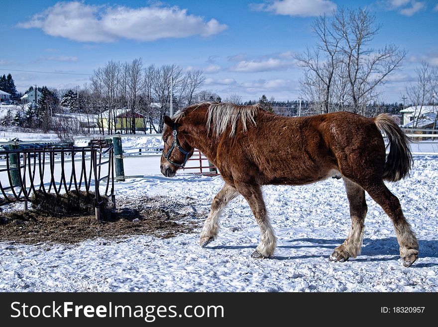 A horse walking in the snow. A horse walking in the snow