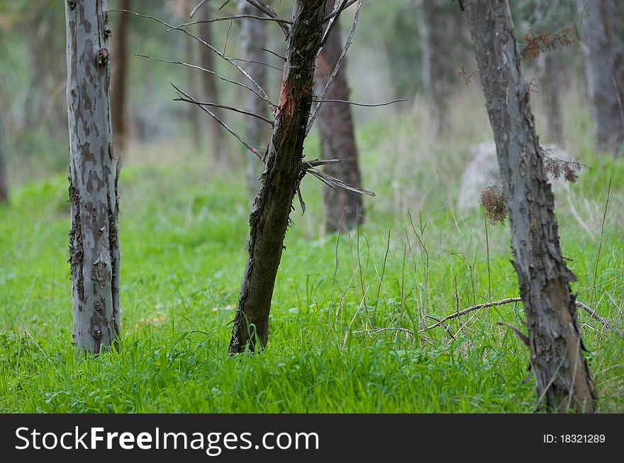 Bare tree trunk in a forest with dry branches