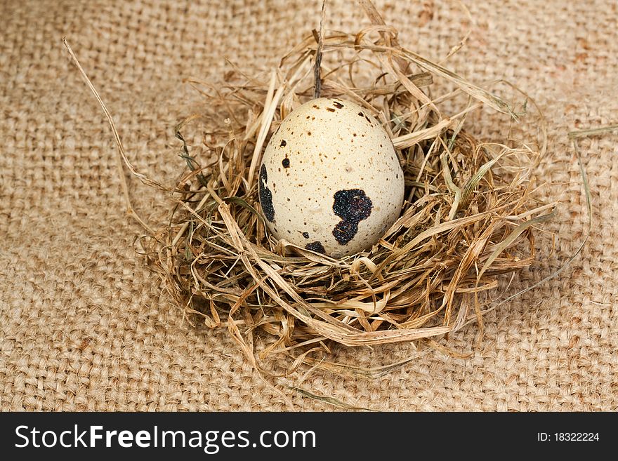 Quail egg in the nest on sacking