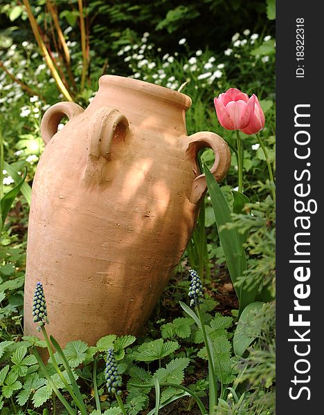 The pink tulips and the grape hyacinths are surrounding an terracotta amphora. The pink tulips and the grape hyacinths are surrounding an terracotta amphora.