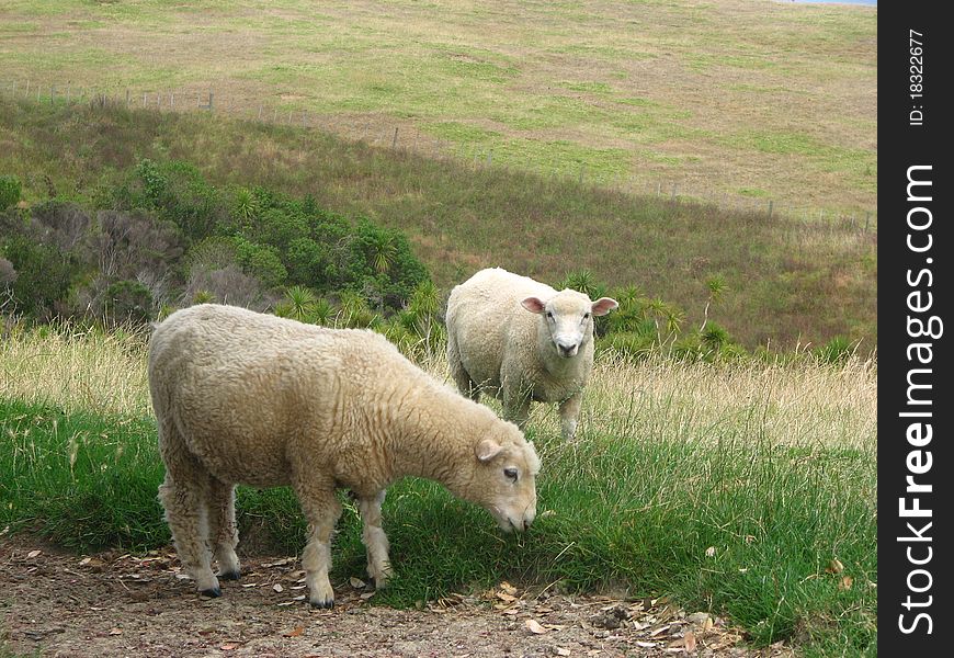 New Zealand Lamb