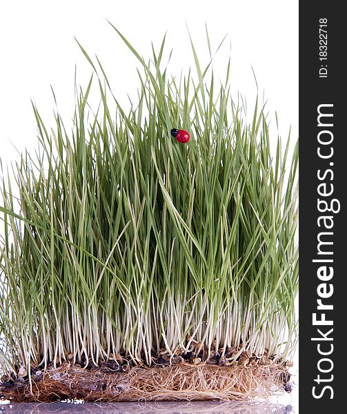 Green wheat sprouts and a lady bug on a white background