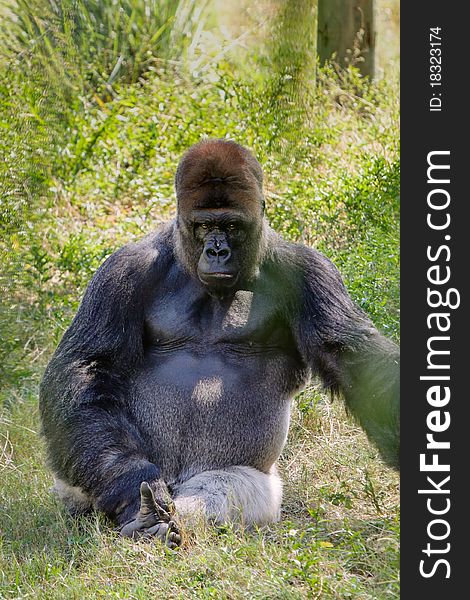 Intimidating portrait of a Western Lowland Gorilla staring seriously toward the camera. Intimidating portrait of a Western Lowland Gorilla staring seriously toward the camera.