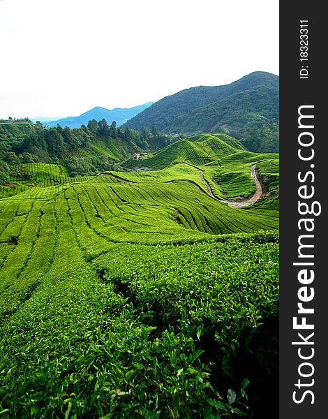 Tea Plantation at Cameron Highlands, Pahang, Malaysia. Tea Plantation at Cameron Highlands, Pahang, Malaysia.