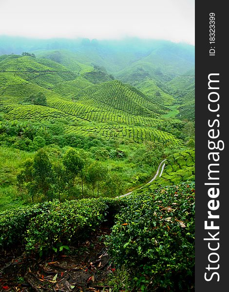 Tea Valley, Cameron Highlands