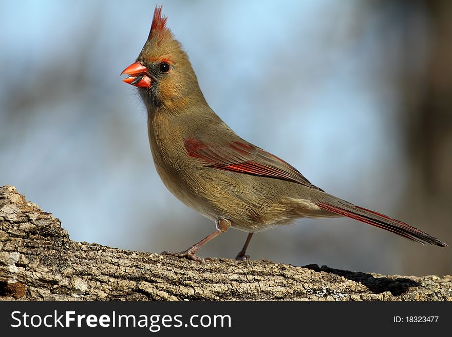 Female Cardinal