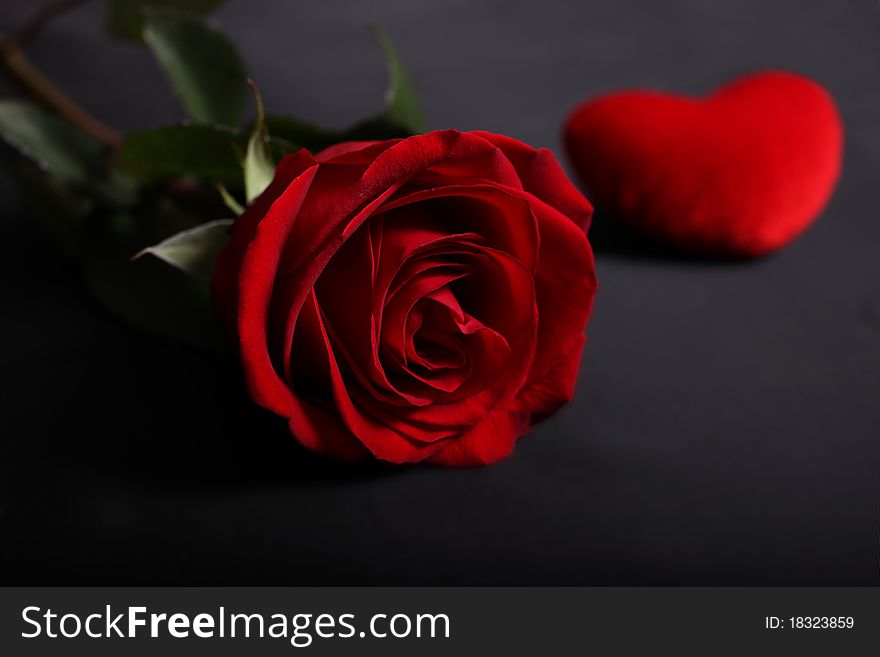 One beautiful red rose with heart