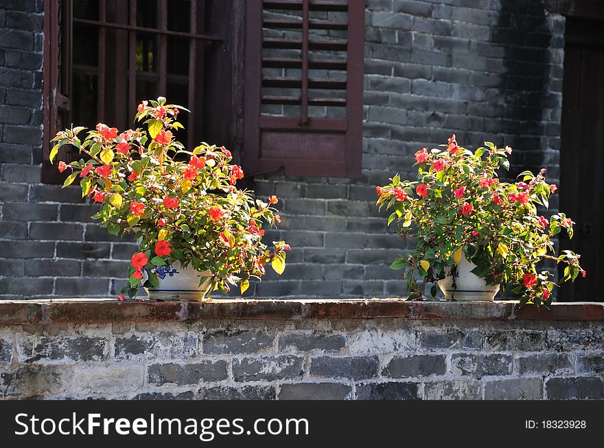 Two china rose flower under bright lighting, in courtyard, which is old and in darkness. Two china rose flower under bright lighting, in courtyard, which is old and in darkness.