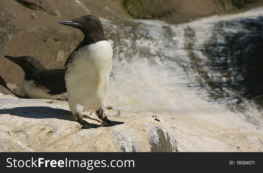 A common murre bird on a rock