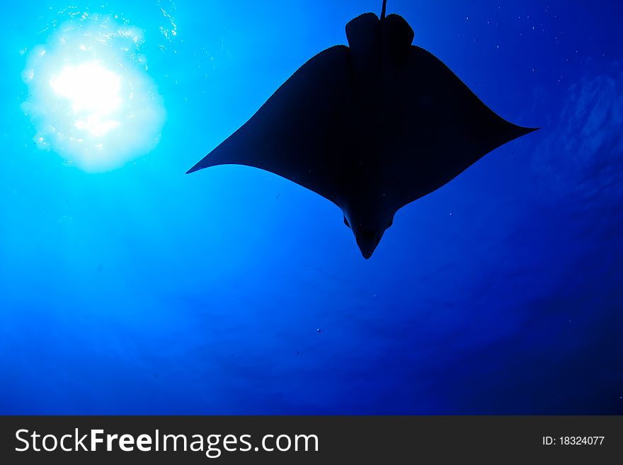 Silhouette of an eagle ray, mexico. Silhouette of an eagle ray, mexico