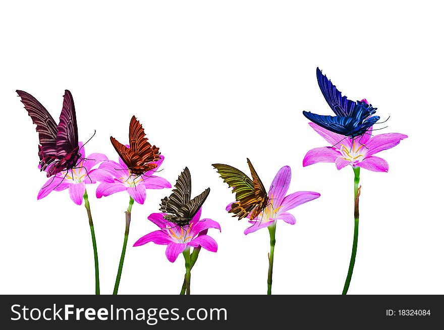 Colorful of butterfly isolated on purple flower