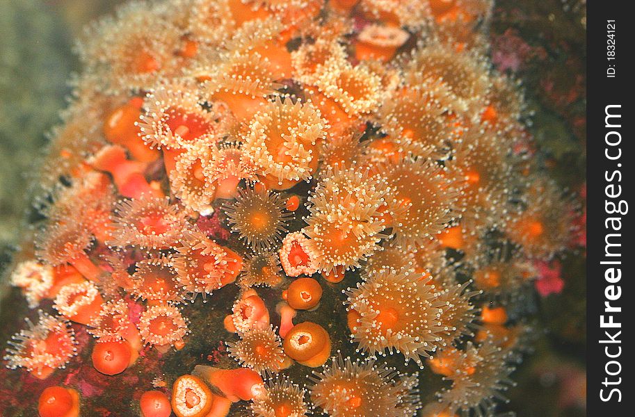 Orange sea urchins in the ocean