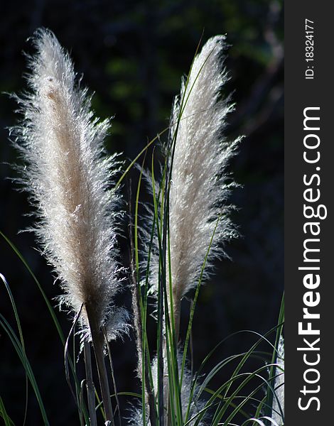 Pampas Grass Plumes by the American River