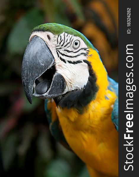 Image of a large colorful tropical parrot