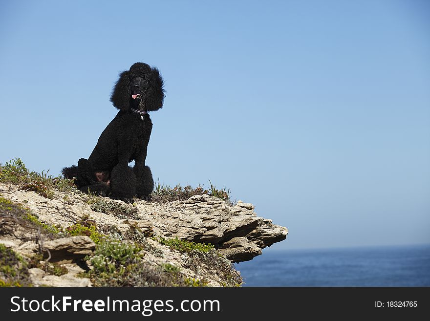 STandard poodle on beach